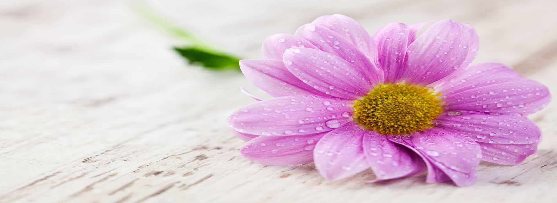 Cursos Disponibles Escuela Terapia Floral Integrada